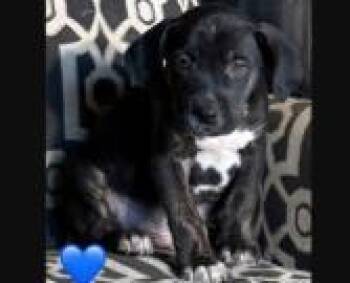Newman -  Mixed Breed Dog for Adoption in West Chester, Pennsylvania - Newman | PetCurious