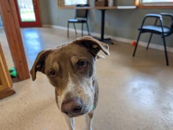 Siberian Husky and Chocolate Labrador Retriever Dogs Available for Adoption in O