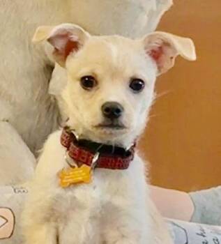 Chihuahua and Cairn Terrier Dogs Available for Adoption - **FREYA** | PetCurious