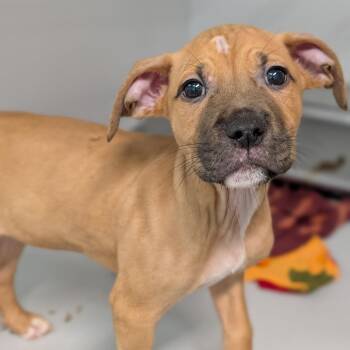 Boscos -  Mixed Breed Dog for Adoption in Cape Girardeau, Missouri - Boscos | PetCurious