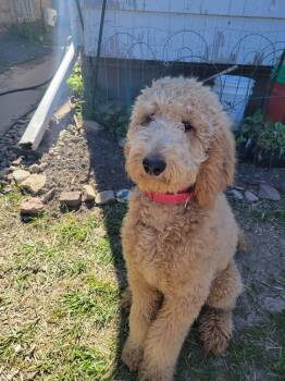 Goldendoodle Dogs Available for Adoption in New Berlin, Wisconsin - BENEDICT   $425 | PetCurious