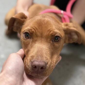 Terrier and Mixed Breed Dogs Available for Adoption in Falls Church, Virginia - Lil Girl | PetCurious