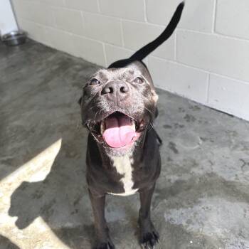 Queen 6266 -  Terrier and Mixed Breed Dog for Adoption in Loxahatchee Groves, Florida - Queen 6266 | PetCurious