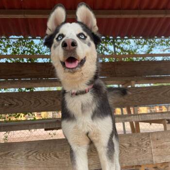 Class -  Husky and Mixed Breed Dog for Adoption in Tacoma, Washington - Class | PetCurious