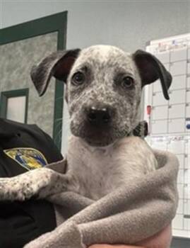 BRIQUETTE -  Australian Cattle Dog Blue Heeler Dog for Adoption in Corpus Christi, Texas - BRIQUETTE | PetCurious