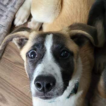 Lassie -  Mixed Breed Dog for Adoption in Fredericksburg, Virginia - Lassie | PetCurious