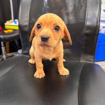 Bean -  Chihuahua and Mixed Breed Dog for Adoption in Phoenix, Arizona - Bean | PetCurious