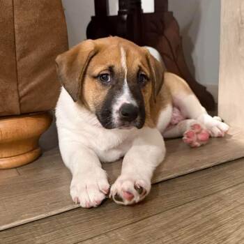Maple -  Saint Bernard and Terrier Dog for Adoption in Brockport, New York - Maple | PetCurious