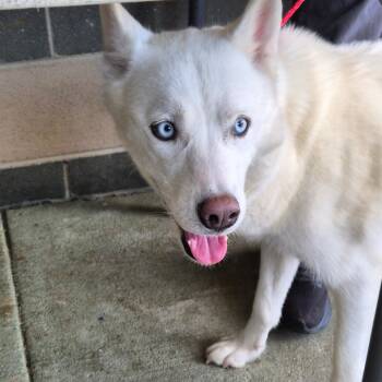 Rescue Husky Dogs for Adoption in Montgomery, Alabama - Stormy | PetCurious
