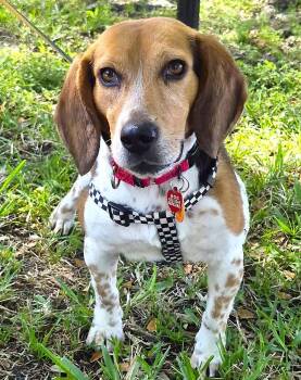 Beagle Dogs Available for Adoption in Dunnellon, Florida - Snoop | PetCurious