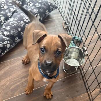 Steve -  Boxer and Mixed Breed Dog Available for Adoption in Las Vegas, Nevada - Steve | PetCurious