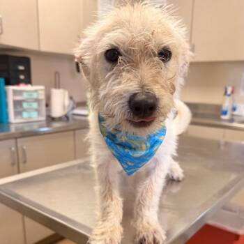 Dr. McGruffins -  Wirehaired Terrier Dog for Adoption in San Antonio, Texas - Dr. McGruffins | PetCurious