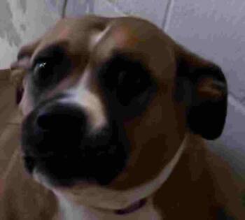 Battina -  Pit Bull Terrier Dog for Adoption in New Castle, Indiana - Battina | PetCurious
