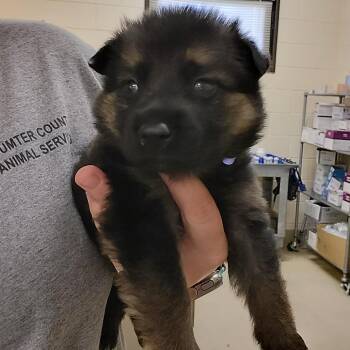 Goose -  German Shepherd Dog Dog for Adoption in Lake Panasoffkee, Florida - Goose | PetCurious