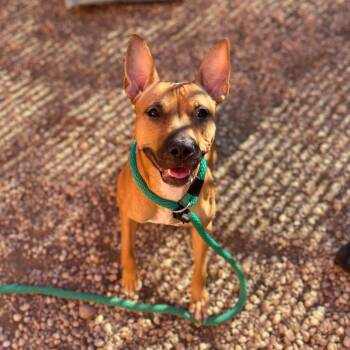 Mixed Breed Dogs Available for Adoption in Philadelphia, Pennsylvania - Fergie | PetCurious
