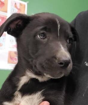 German Shepherd Dog and Mixed Breed Dogs Available for Adoption in Kansas City, Missouri - Cookie Crisp | PetCurious