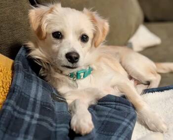 Spaniel and Chihuahua Dogs Available for Adoption in Boulder, Colorado - Royce | PetCurious