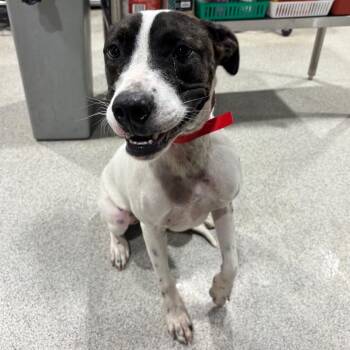Terrier Dogs Available for Adoption in Tampa, Florida - Leviana | PetCurious