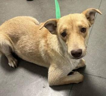 Honey Bun -  Mixed Breed Dog for Adoption in Fresno, California - Honey Bun | PetCurious