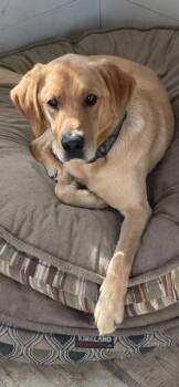 Matty -  Yellow Labrador Retriever Dog for Adoption in Terra Cotta, Ontario - Matty | PetCurious