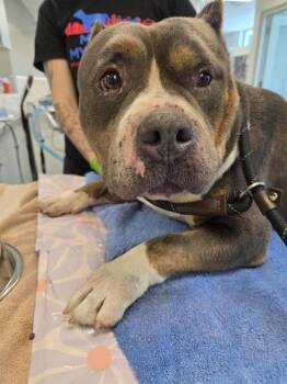 BEEFARONI -  Pit Bull Terrier Dog for Adoption in Indianapolis, Indiana - BEEFARONI | PetCurious