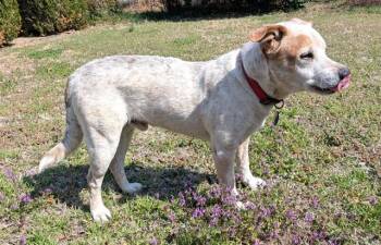 Australian Cattle Dog Blue Heeler and Mixed Breed Dogs Available for Adoption in Oklahoma City, Oklahoma - MICK | PetCurious