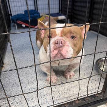 Bruno -  English Bulldog and Mixed Breed Dog for Adoption in Sunrise, Florida - Bruno | PetCurious