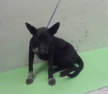 OPAL -  German Shepherd Dog and Mixed Breed Dog for Adoption in Houston, Texas - OPAL | PetCurious