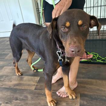Austin -  Mixed Breed and Labrador Retriever Dog for Adoption in League City, Texas - Austin | PetCurious