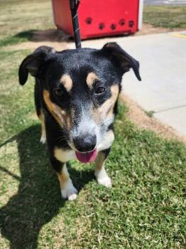 Timothy -  Mixed Breed Dog for Adoption in Jackson, Tennessee - Timothy | PetCurious
