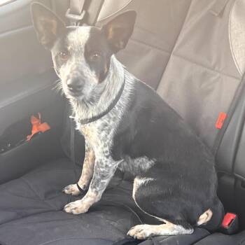Australian Cattle Dog Blue Heeler Dogs Available for Adoption - Lili | PetCurious
