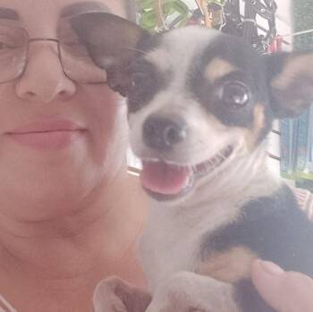 Dive -  Chihuahua Dog for Adoption in Estes Park, Colorado - Dive | PetCurious