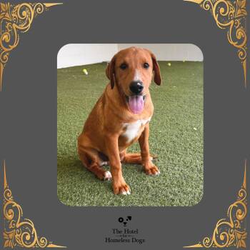 Zayne -  Golden Retriever and Hound Dog for Adoption in Cumberland, Rhode Island - Zayne | PetCurious