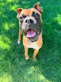Ming -  Boxer Dog for Adoption in Denver, Colorado - Ming | PetCurious