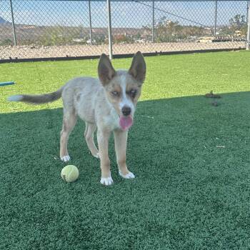 Talulah -  Australian Shepherd Dog for Adoption in Truth Or Consequences, New Mexico - Talulah | PetCurious