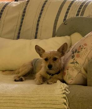 Rescue Yorkshire Terrier and Chihuahua Dogs for Adoption in Lake Forest, California - Angus | PetCurious