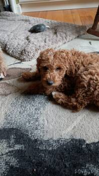 Goldendoodle Dogs Available for Adoption - Rover | PetCurious