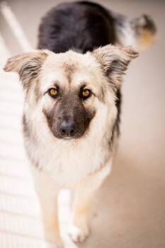 Serra -  Australian Shepherd and Retriever Dog for Adoption in Fort Lupton, Colorado - Serra | PetCurious