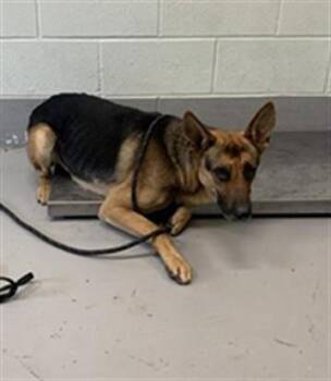 German Shepherd Dog Dogs Available for Adoption in Corpus Christi, Texas - CROWLEY | PetCurious