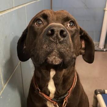 Woody -  Hound Dog for Adoption in Des Moines, Iowa - Woody | PetCurious