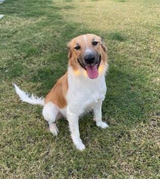 Rescue Collie and Great Pyrenees Dogs for Adoption in Terrell, Texas - Sandy | PetCurious