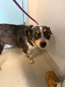 Bella -  Australian Cattle Dog Blue Heeler Dog for Adoption in Bloomington, Indiana - Bella | PetCurious