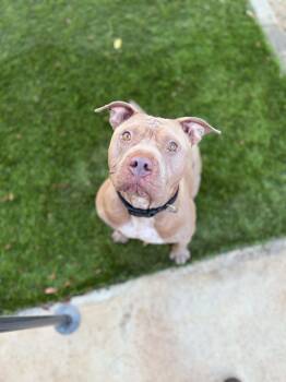 Rocky -  American Staffordshire Terrier Dog for Adoption in San Diego, California - Rocky | PetCurious