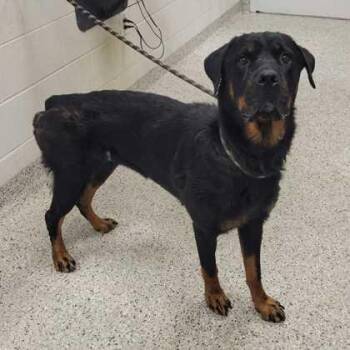 Coco Melon -  Rottweiler Dog for Adoption in Kansas City, Missouri - Coco Melon | PetCurious