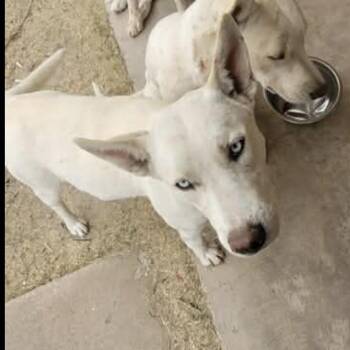 Husky and Mixed Breed Dogs Available for Adoption - 175 (2026) Razzle | PetCurious