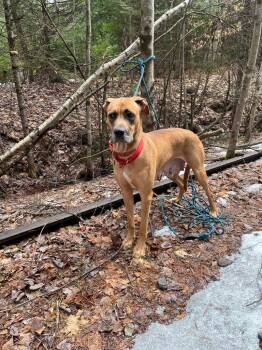 Great Dane and Mastiff Dogs Available for Adoption in Lunenburg, Vermont - Rosie | PetCurious