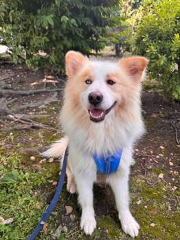 Thor -  Samoyed Dog for Adoption in Manhasset, New York - Thor | PetCurious