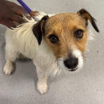 Bruno -  Jack Russell Terrier Dog for Adoption in Hampton Bays, New York - Bruno | PetCurious
