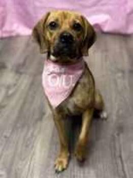 Beagle Dogs Available for Adoption - Potato | PetCurious