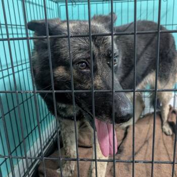 Shep -  Shepherd Dog for Adoption in Jefferson City, Tennessee - Shep | PetCurious